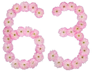 Numeral 63, sixty three, from natural pink flowers of almond tree, isolated on white background