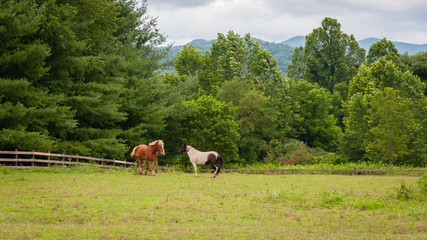 horses