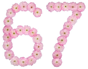 Numeral 67, sixty seven, from natural pink flowers of almond tree, isolated on white background