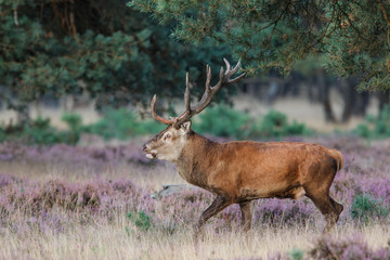 Naklejka na ściany i meble Red deer stag in rutting season in the forest of National Park Hoge Veluwe in the Netherlands 