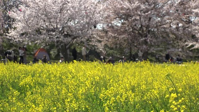 SATTE,  SAITAMA,  JAPAN - CIRCA APRIL 2019 : CHERRY BLOSSOMS and RAPE FLOWER (CANOLA FLOWER).  Spring season.