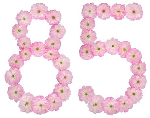 Numeral 85, eighty five, from natural pink flowers of almond tree, isolated on white background