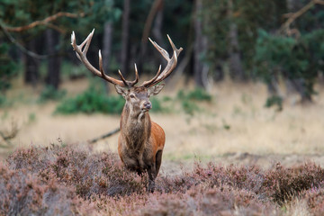 Red Deer stag en rut dans la forêt du parc national Hoge Veluwe aux Pays-Bas