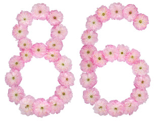 Numeral 86, eighty six, from natural pink flowers of almond tree, isolated on white background