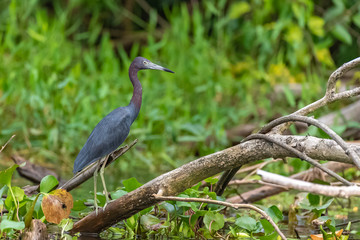     Little Blue Heron, Egretta caerulea, bird perched on a branch in Costa Rica 