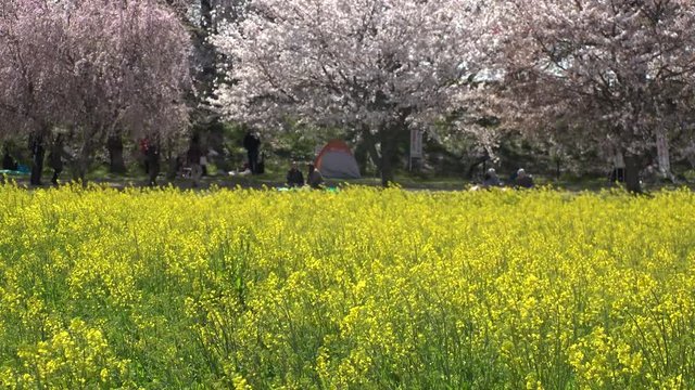 SATTE,  SAITAMA,  JAPAN - CIRCA APRIL 2019 : CHERRY BLOSSOMS and RAPE FLOWER (CANOLA FLOWER).  Spring season.