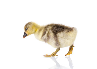 Cute little newborn fluffy gosling. One young goose isolated on a white background. Nice geese big bird.