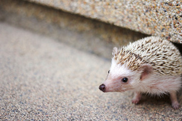 Hedgehog portrait