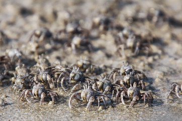 Thousands of tiny sand bubbler crabs flock from the beach into water on tropical island Ko Lanta