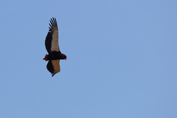 Gaukler / Bateleur / Terathopius ecaudatus