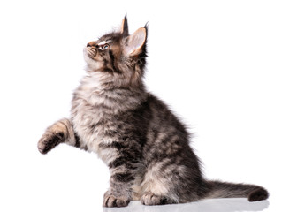 Maine Coon kitten 2 months old. Cat isolated on white background. Portrait of beautiful domestic black tabby kitty.