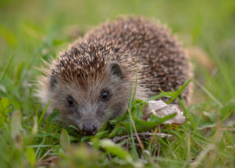 Common cute hedgehog on green grass in spring or summer forest during sunset. Young beautiful hedgehog in natural habitat outdoors in the nature.