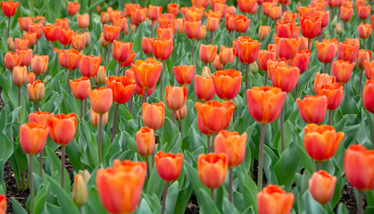 Sea of 'Amazone' Triumph Tulips