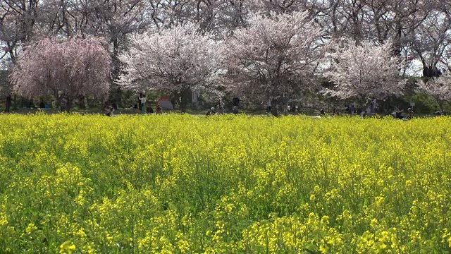 SATTE,  SAITAMA,  JAPAN - CIRCA APRIL 2019 : CHERRY BLOSSOMS and RAPE FLOWER (CANOLA FLOWER).  Spring season.