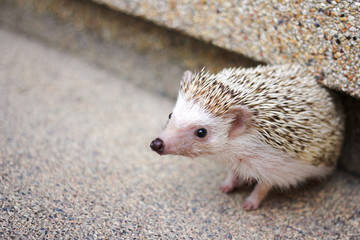 Hedgehog portrait