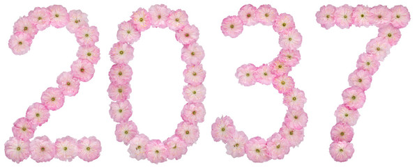 Inscription 2037, from natural pink flowers of almond tree, isolated on white background