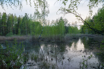 view of the swamp morning dawn