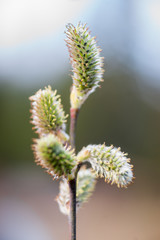 Willow Twig - Spring Fever