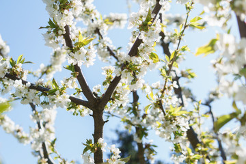 Frühling mit Kirschblüte in Deutschland