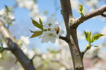 Obraz premium Frühling in Deutschland: Kirschblüte mit Insekten
