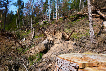 Forest cut down. Ruined forest in national park after storm