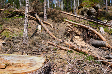 Forest cut down. Ruined forest in national park after storm