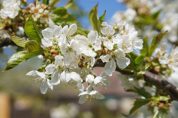 Obraz premium Frühling in Deutschland: Kirschblüte mit Insekten