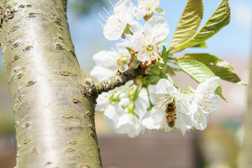 Frühling in Deutschland: Kirschblüte mit Insekten