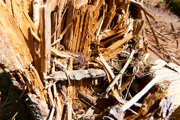 Forest cut down. Ruined forest in national park after storm