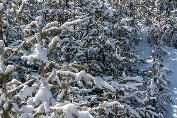Snow covered fir trees. Panoramic view of the picturesque snowy winter landscape. Magnificent and silent sunny day.
