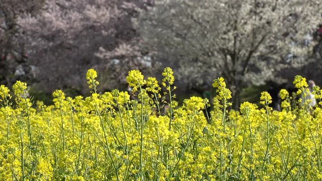 SATTE,  SAITAMA,  JAPAN - CIRCA APRIL 2019 : CHERRY BLOSSOMS and RAPE FLOWER (CANOLA FLOWER).  Spring season.