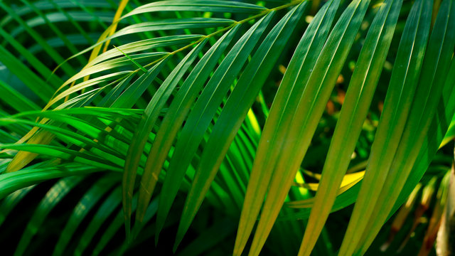 รูปภาพPalmetto – เลือกดูภาพถ่ายสต็อก เวกเตอร์ และวิดีโอ7,340 | Adobe Stock