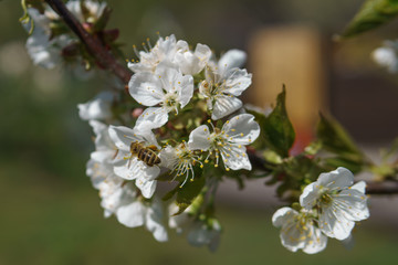 Frühling in Deutschland: Kirschblüte mit Insekten