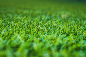 Green grass. background texture. fresh spring green grass.