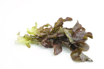 Healthy Food Red Oak Lettuce vetgetable for salad isolated on white background.