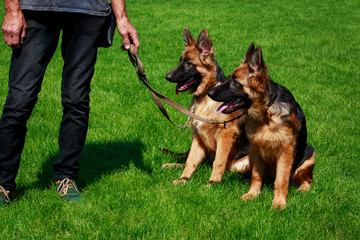 Dogs breed German Shepherd