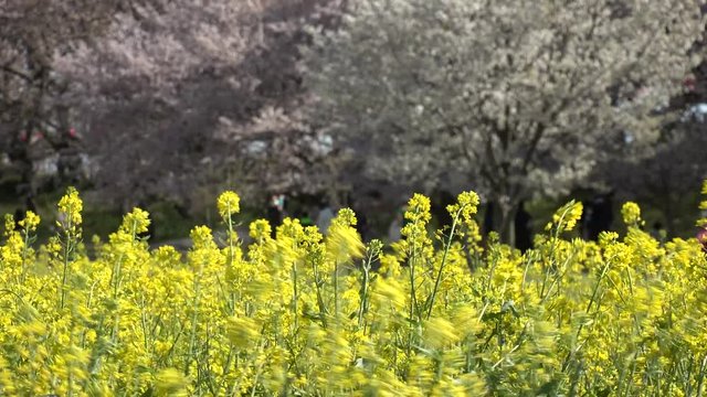 SATTE,  SAITAMA,  JAPAN - CIRCA APRIL 2019 : CHERRY BLOSSOMS and RAPE FLOWER (CANOLA FLOWER).  Spring season.