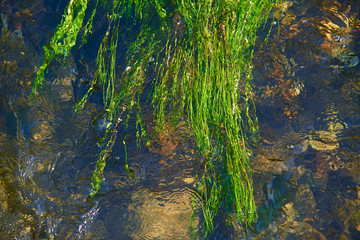 Aquatic plants underwater in creek. Above view