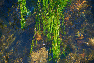 Aquatic plants underwater in creek. Above view