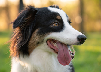 Fototapeta premium Close up portrait of adorable young Australian Shepherd dog during sunset at spring or summer park. Beautiful adult purebred Aussie outdoors in the nature.