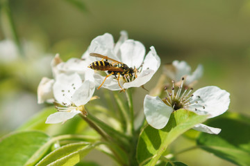 Frühling in Deutschland: Birnenblüte mit Insekten