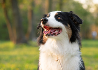 Close up portrait of adorable young Australian Shepherd dog during sunset at spring or summer park. Beautiful adult purebred Aussie outdoors in the nature.