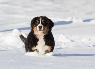 bernese mountain dog