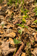 Yellow archangel (Lamium galeobdolon). Bieszczady Mountains. Poland