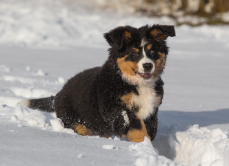 bernese mountain dog