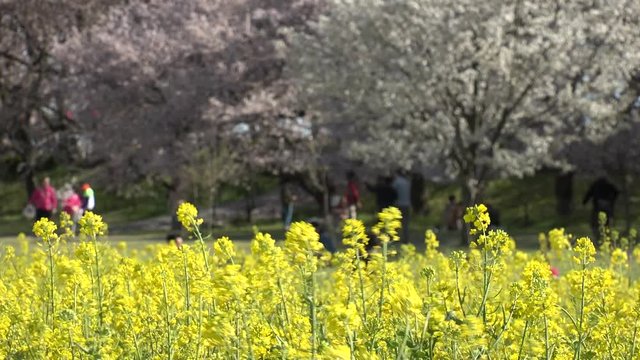 SATTE,  SAITAMA,  JAPAN - CIRCA APRIL 2019 : CHERRY BLOSSOMS and RAPE FLOWER (CANOLA FLOWER).  Spring season.