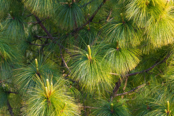 Pine Tree Leafs close up