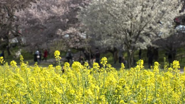 SATTE,  SAITAMA,  JAPAN - CIRCA APRIL 2019 : CHERRY BLOSSOMS and RAPE FLOWER (CANOLA FLOWER).  Spring season.