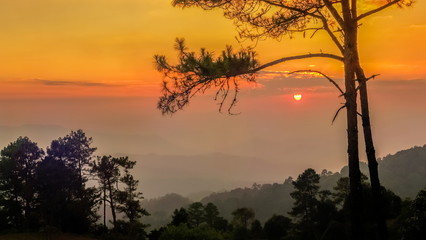 Panorama Silhouette Pine Tree Branches with colorful yellow and red sun light in the sky background, sunset at Huai Nam Dang National Park, Chiang Mai, Thailand.