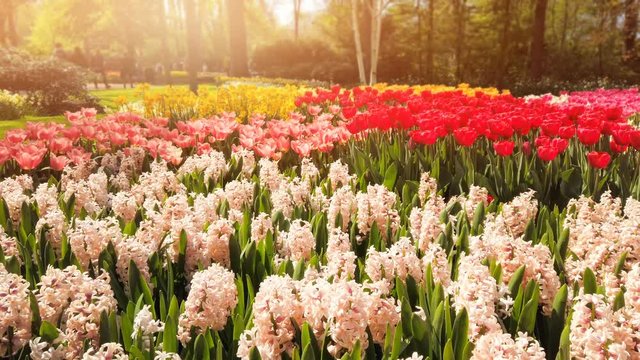 Multicolor spring flowers - hyacinths and tulips, 4k